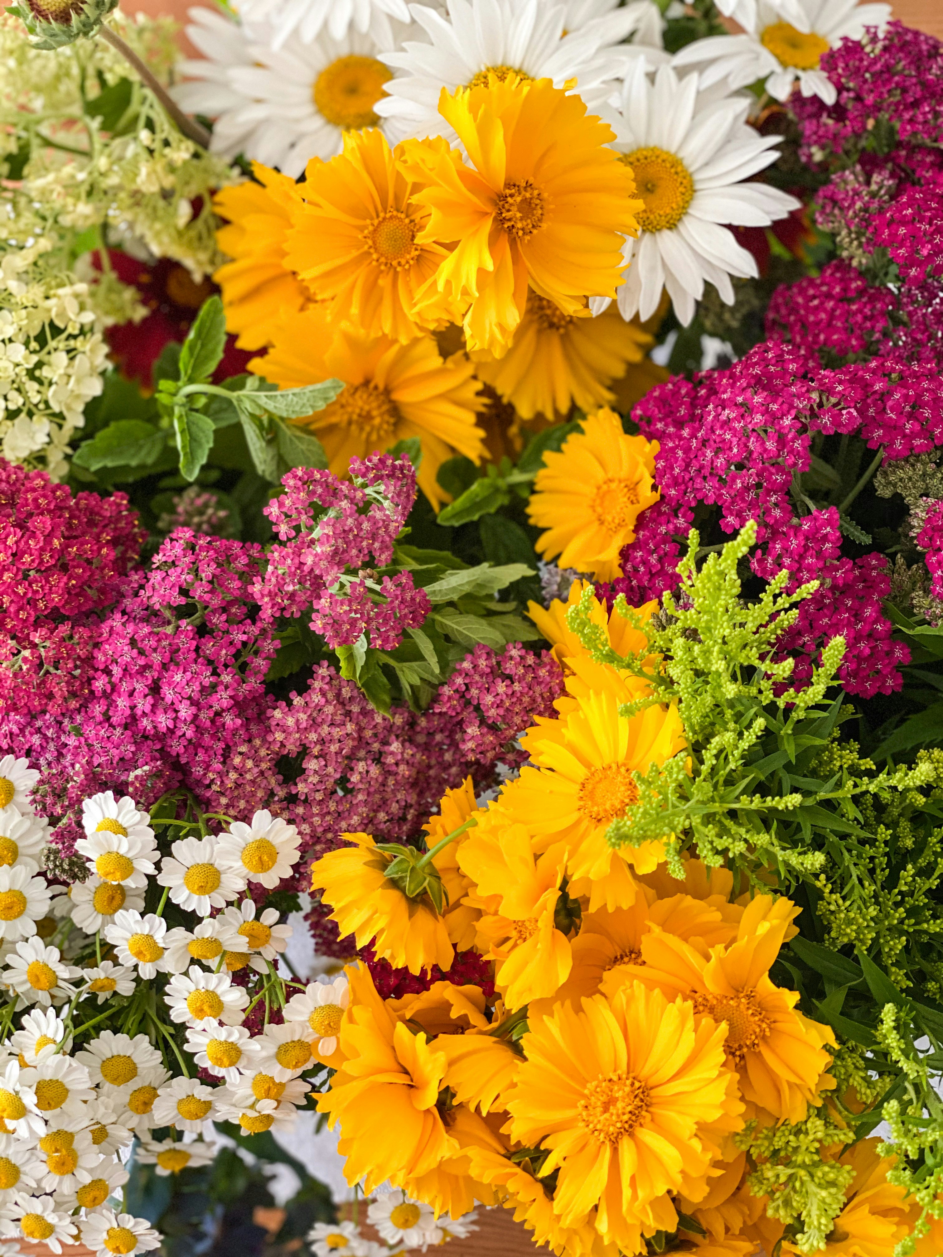 yellow and purple flowers during daytime